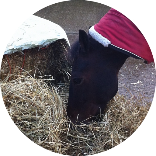 Horse eating haylage